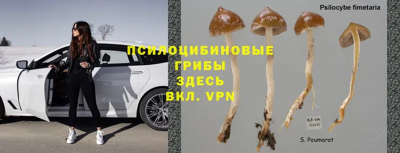 Псилоцибиновые грибы Psilocybine cubensis Ершов